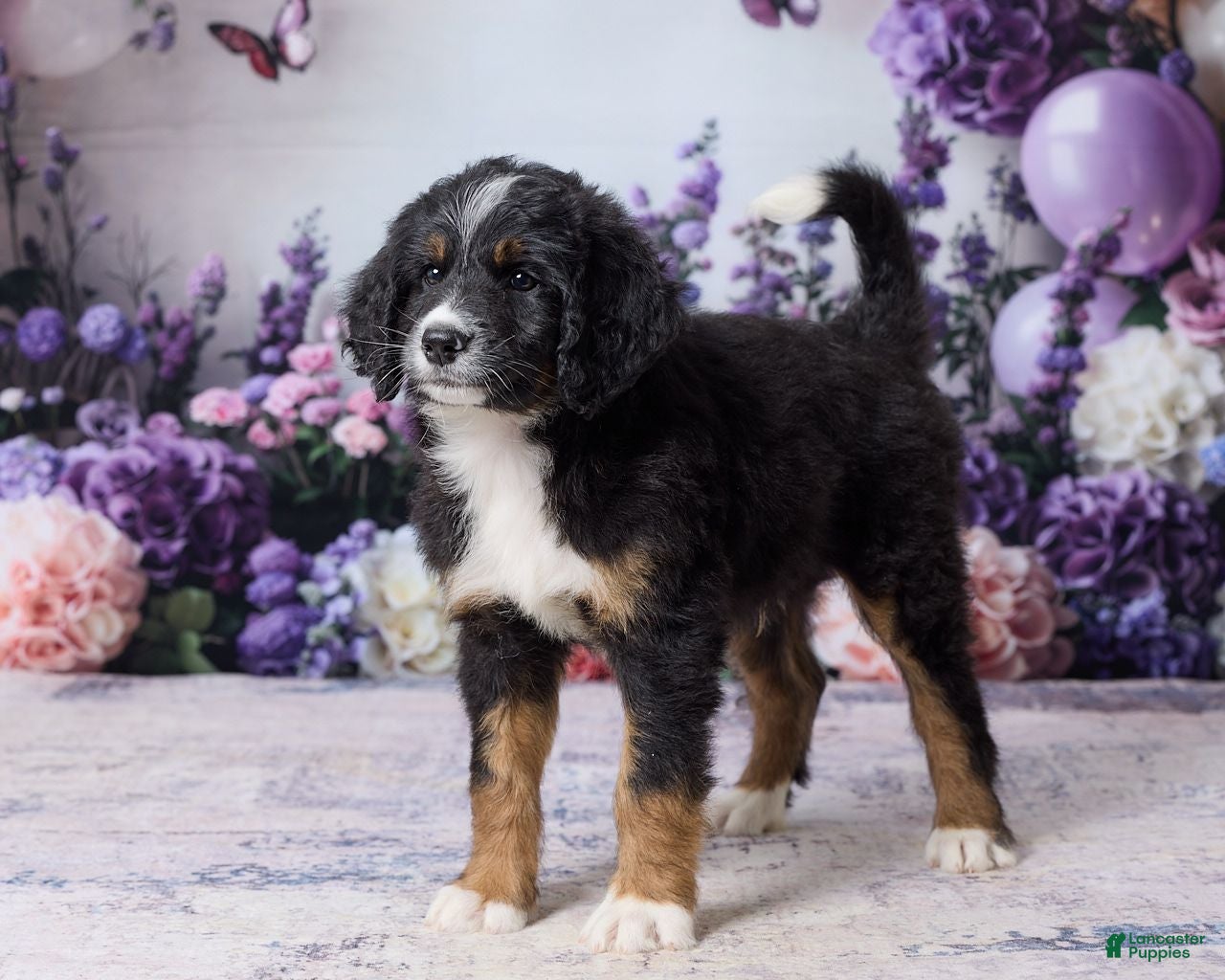 Bernedoodle dogs Lyle - Ad 2