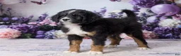 Bernedoodle dogs for sale: Lyle - Ad 2