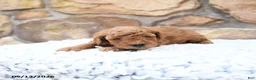 Cavapoo dogs for sale: Flossie - Ad 10