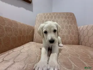 Labradoodle dogs for sale: Rosey - Ad 4