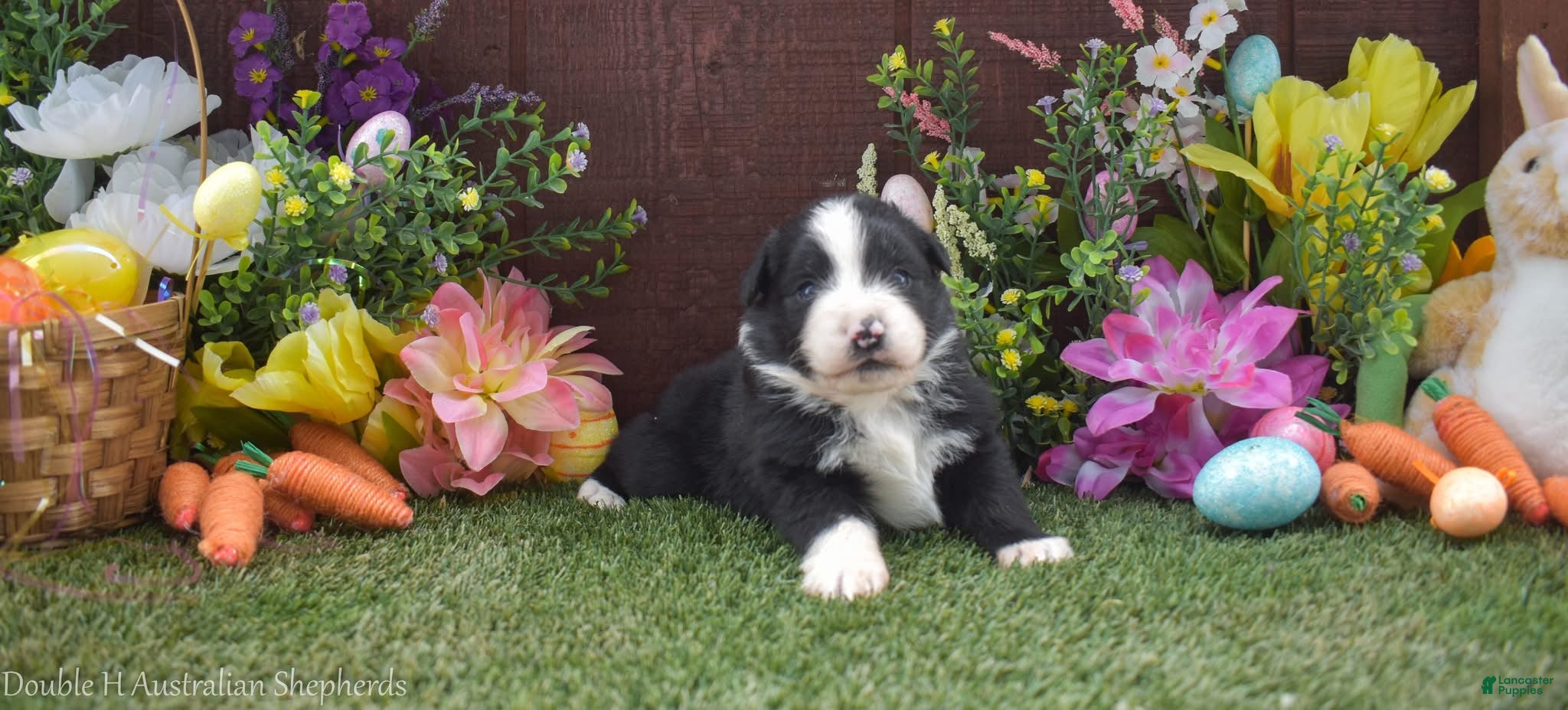 Australian Shepherd dogs for sale: Happy 2 brown eyes - Ad 4