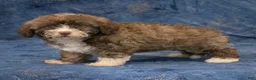 Havapoo dogs for sale: Bambi - Ad 6