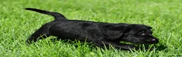 Labradoodle dogs for sale: Leo - Ad 5