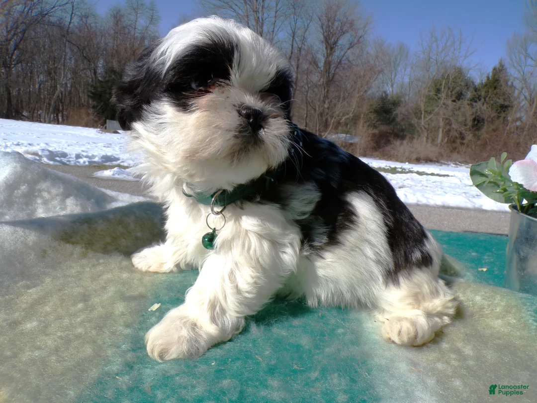 Shih Tzu dogs for sale: Shih Tzu Puppy 4 Charm - Ad 1