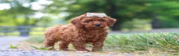 Cavapoo dogs for sale: Hailey - Ad 5