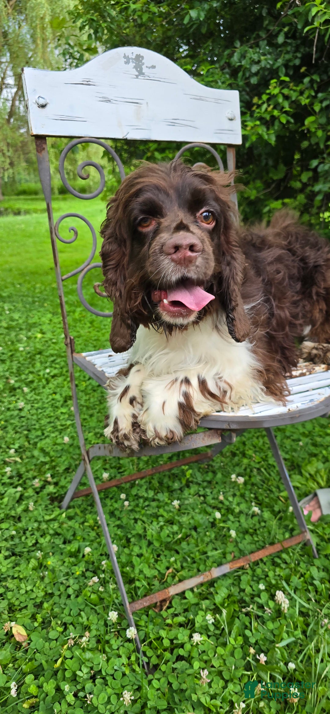 Cocker Spaniel dogs for sale: Benji - Ad 2