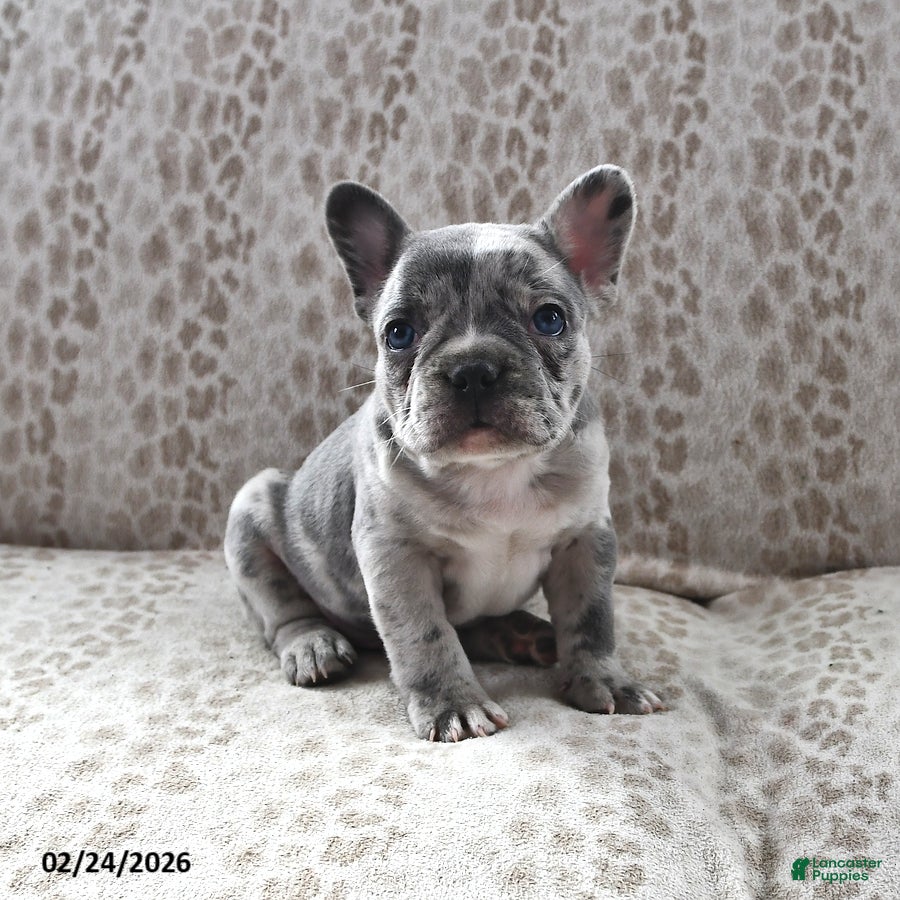Frenchton dogs Brian - Ad 2