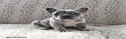 Frenchton dogs for sale: Brian - Ad 2