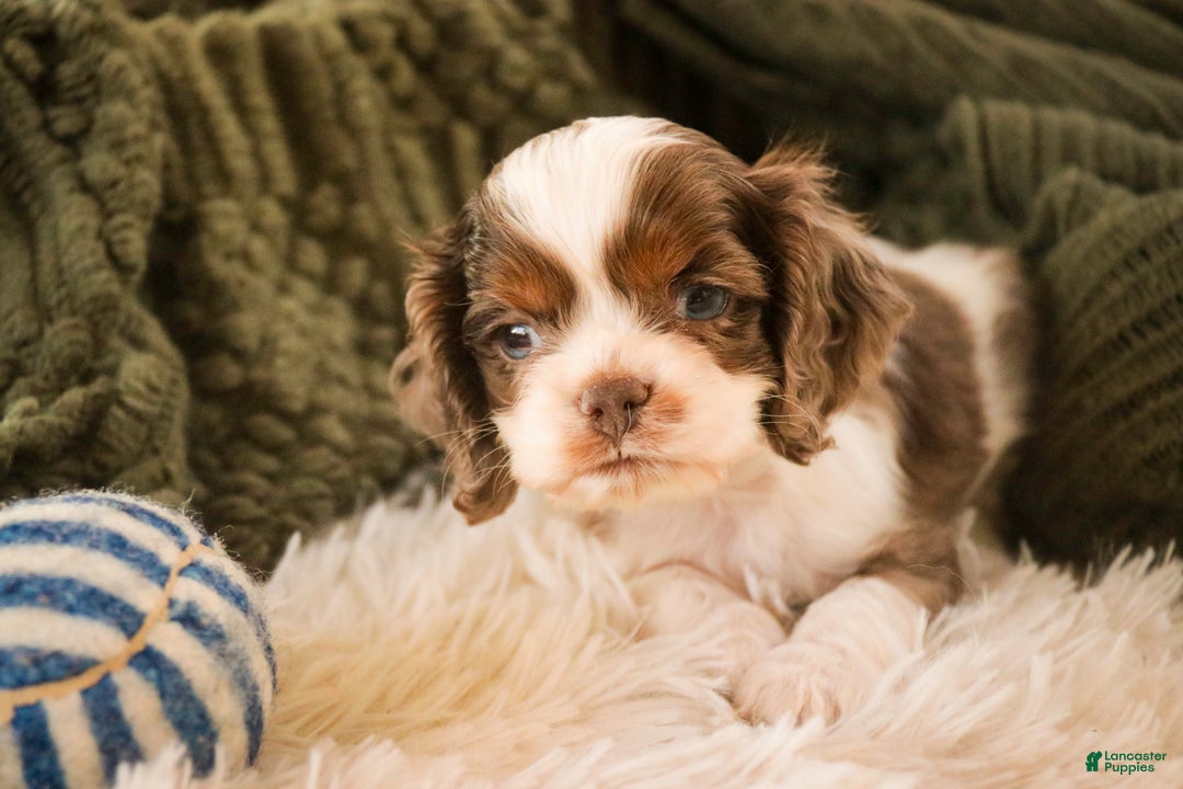 Cocker Spaniel dogs for sale: Graham - Ad 5