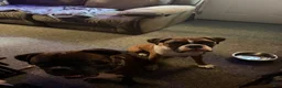 Boxer dogs for sale: Ryder - Ad 8