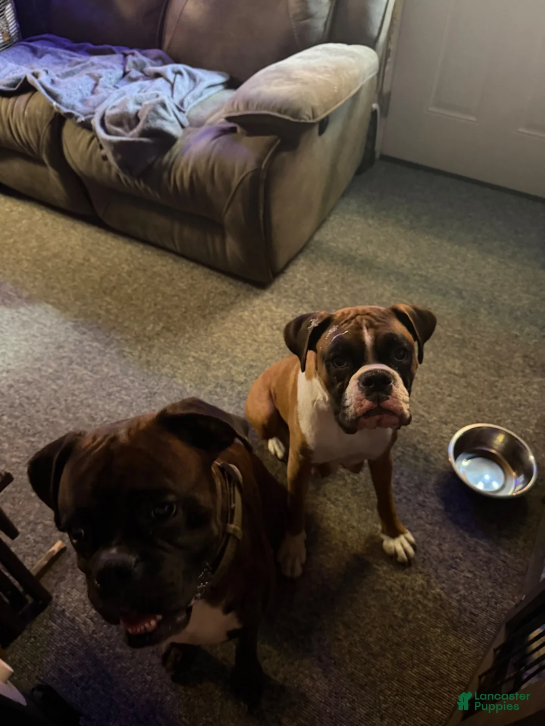 Boxer dogs for sale: Ryder - Ad 8
