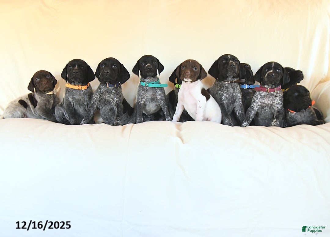 German Shorthaired Pointer dogs for sale: Dixie - Ad 5