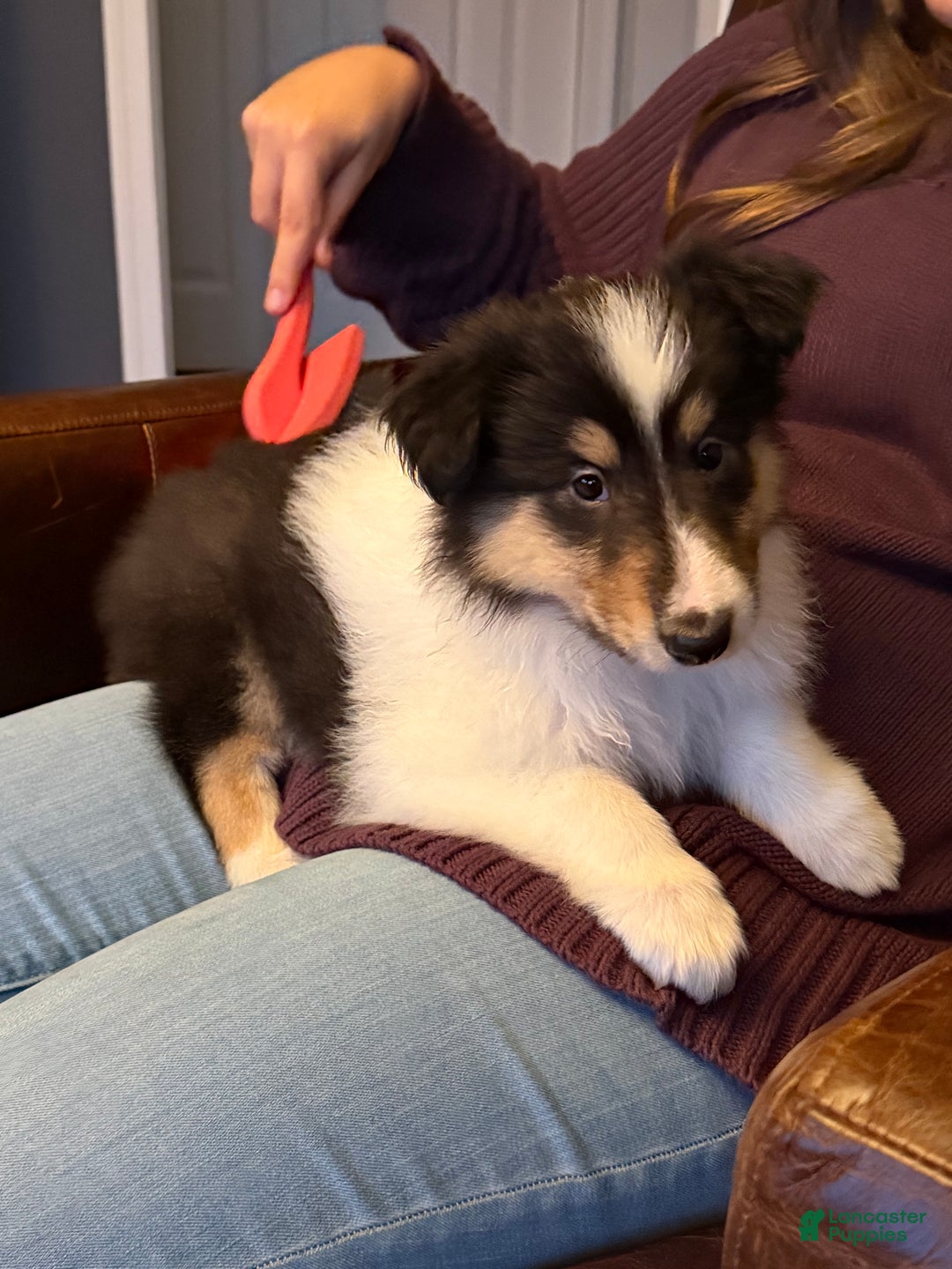 Collie dogs for sale: Collie Puppy 7 - Ad 2