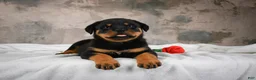Rottweiler dogs for sale:  Hazel 🐾 - Ad 4