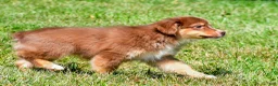 Miniature Australian Shepherd dogs for sale: Nero - Ad 7