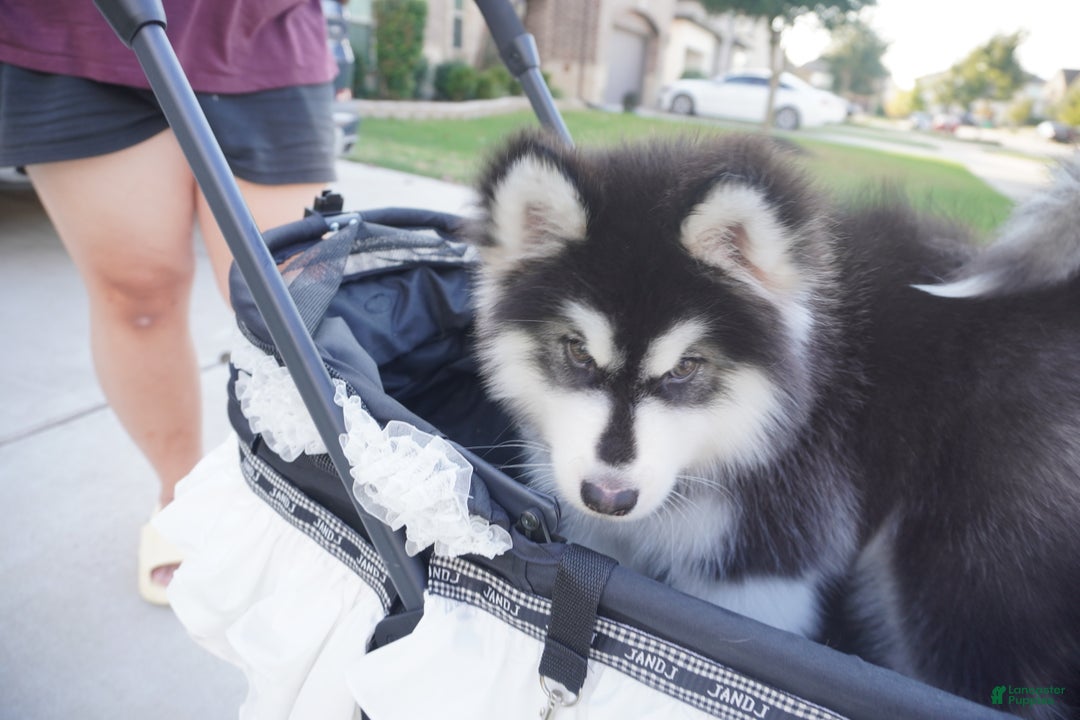 Alaskan Malamute dogs for sale: Xiao Zi - Ad 13