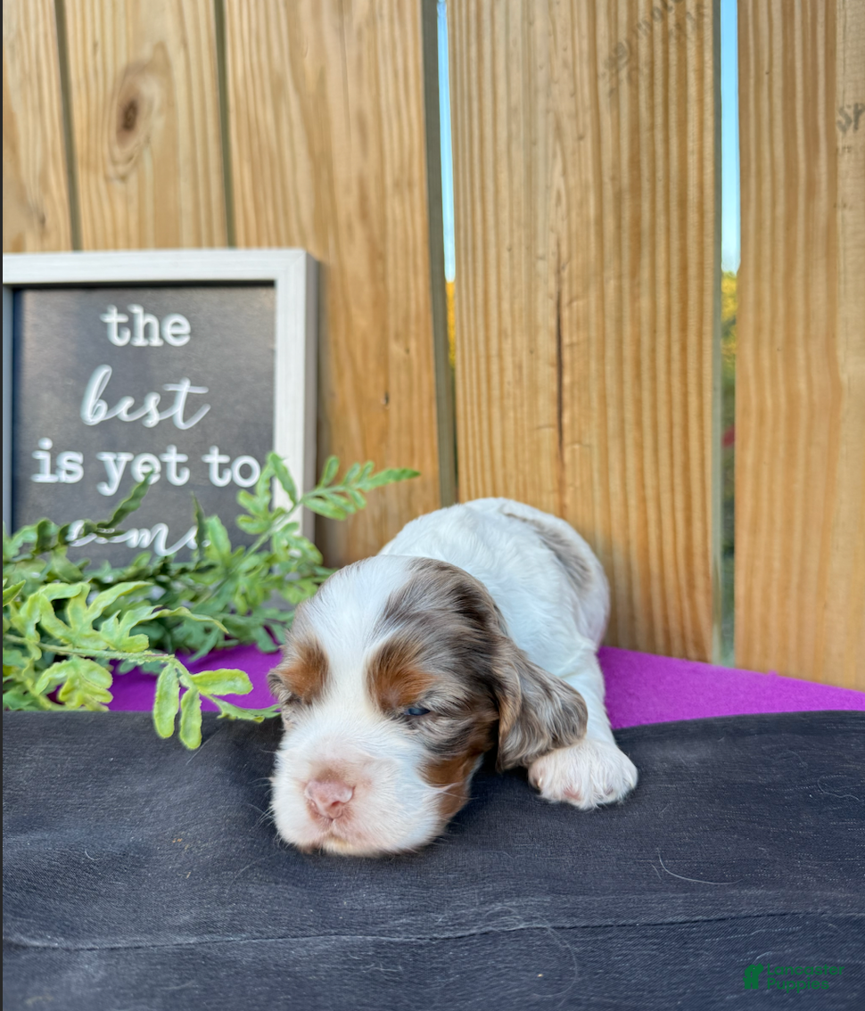 Cocker Spaniel dogs Daisy - Ad 36