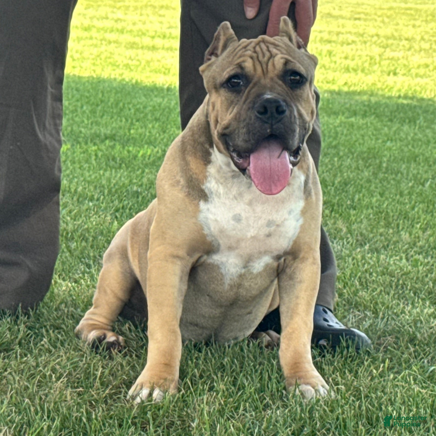 American Bully dogs Flora - Ad 1