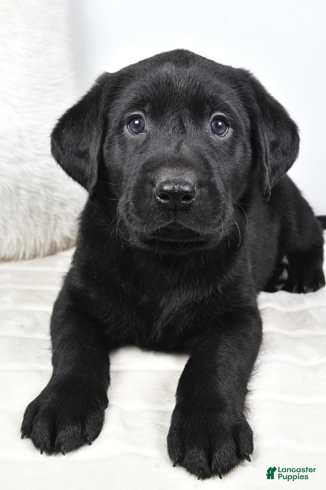 Labrador Retriever dogs for sale: Cooper - Ad 8