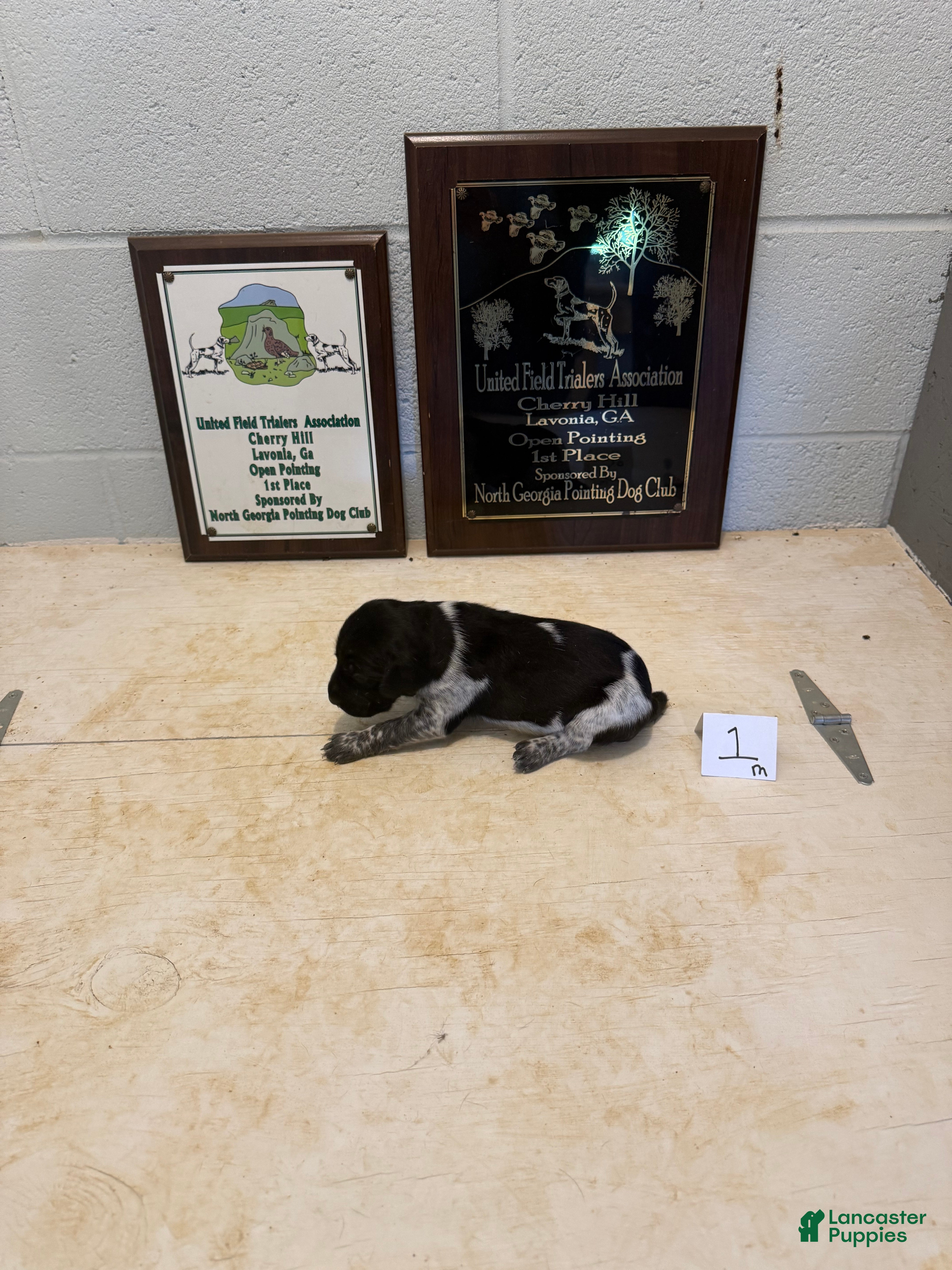 German Shorthaired Pointer dogs German Shorthaired Pointer 1 - Ad 2