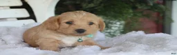 Miniature Labradoodle dogs for sale: Chipper - Ad 3