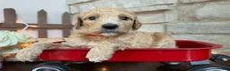 Labradoodle dogs for sale: Cinnamon (Girl) - Ad 3