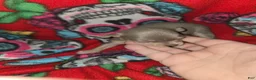 Chihuahua dogs for sale: Blue Girl - Ad 3