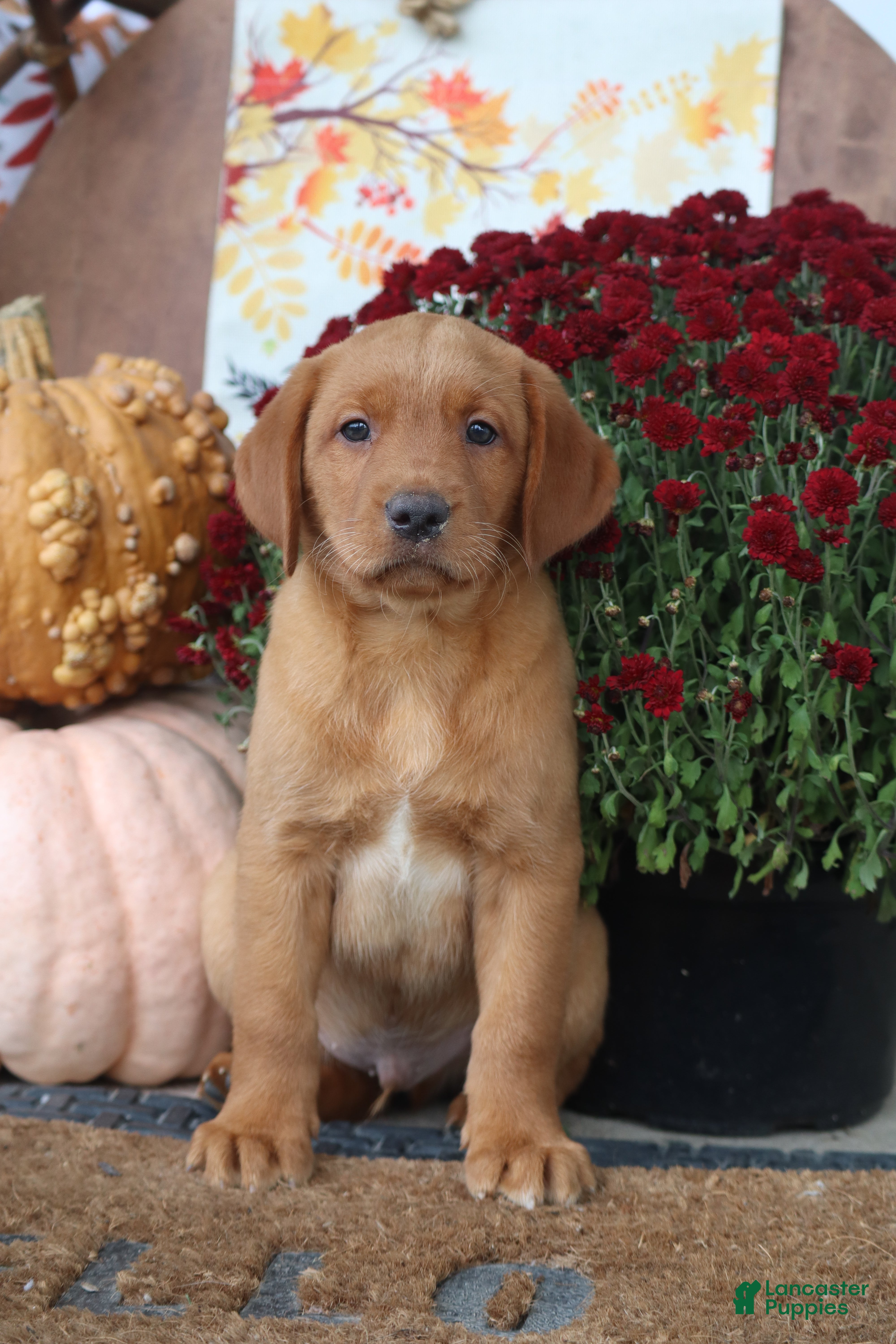 Labrador Retriever dogs Tassle - Ad 1