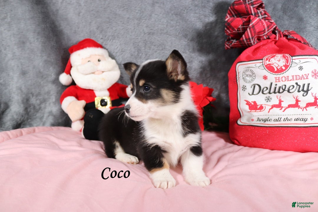 Welsh Corgi Pembroke dogs for sale: Coco - Ad 3