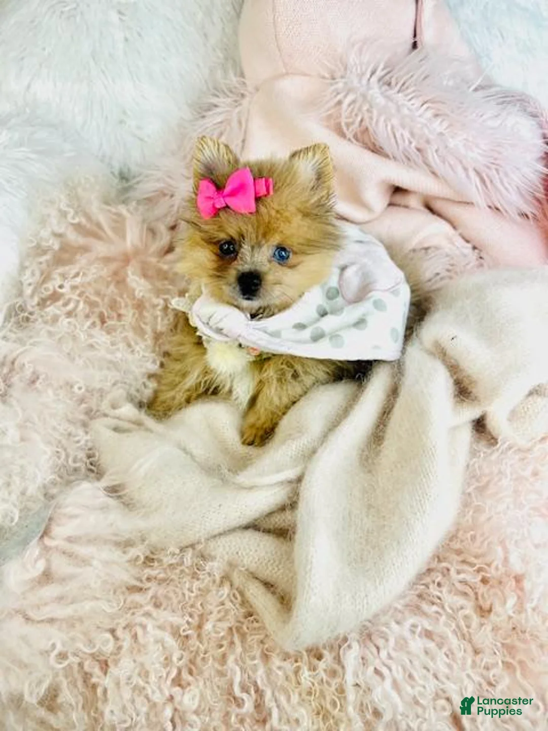 Pomeranian dogs for sale: Pomeranian Puppy 1 - Ad 1