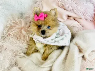 Pomeranian dogs Pomeranian Puppy 1 - Ad 30