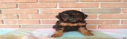 Cockapoo dogs for sale: Cassie - Ad 5