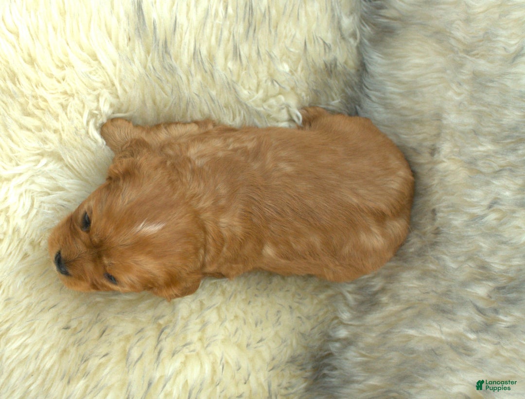 Cavalier King Charles Spaniel dogs for sale: Prissy - Ad 5