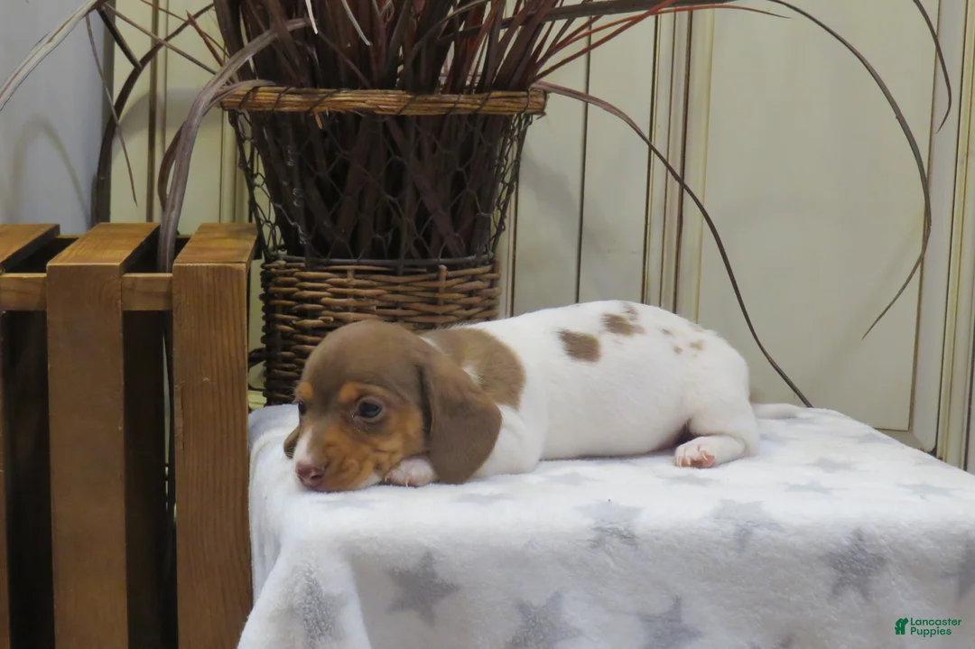 Miniature Dachshund dogs for sale: Jenna - Ad 6