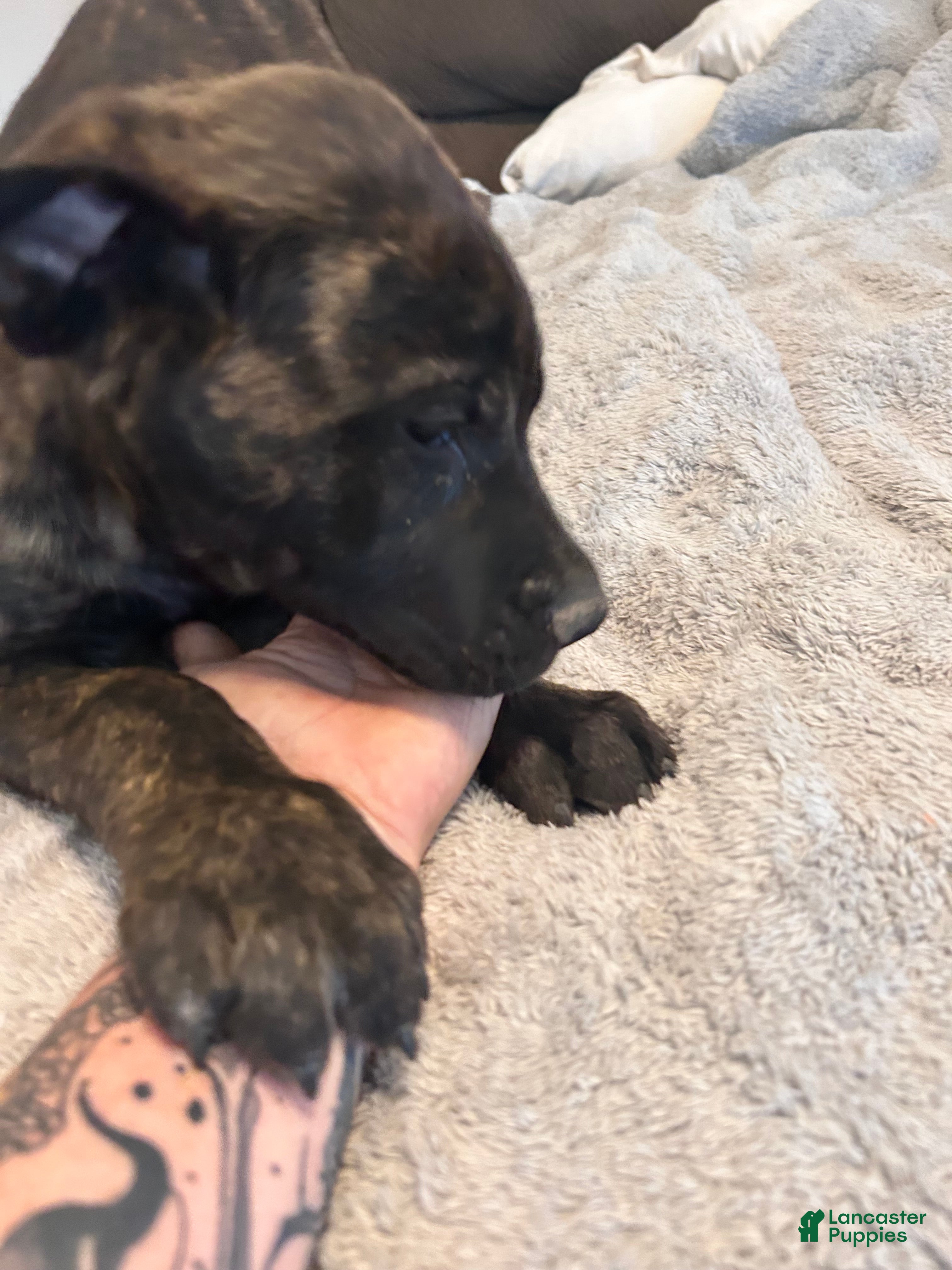 English Mastiff dogs English Mastiff 3 - Ad 1
