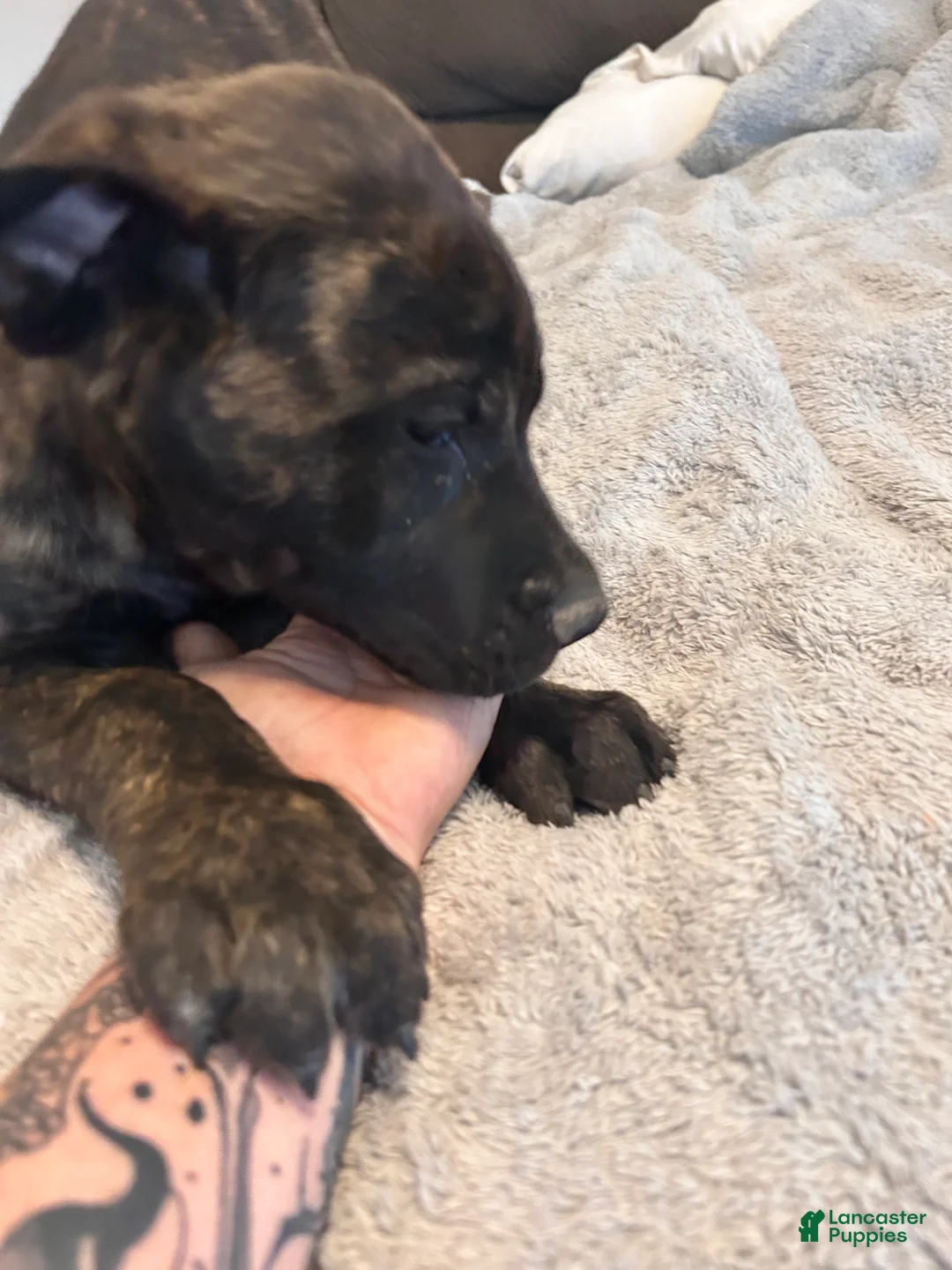 English Mastiff dogs for sale: English Mastiff 3 - Ad 1