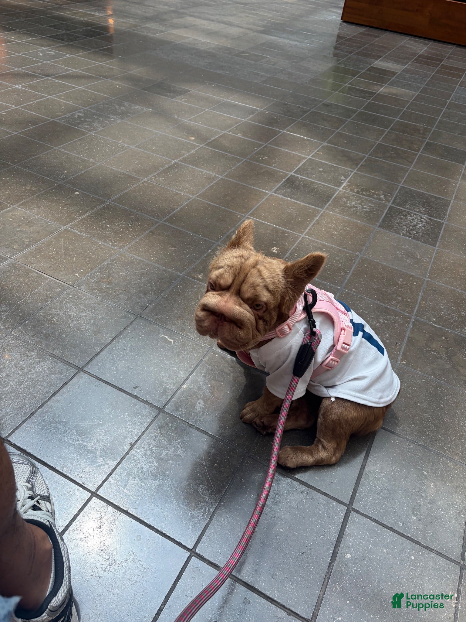 French Bulldog dogs French Bulldog 1 - Ad 20