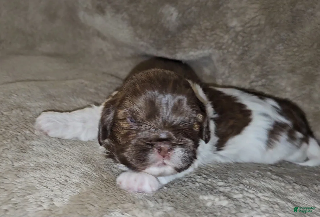 Mixed Breed dogs for sale: Bark Vader  - Ad 1