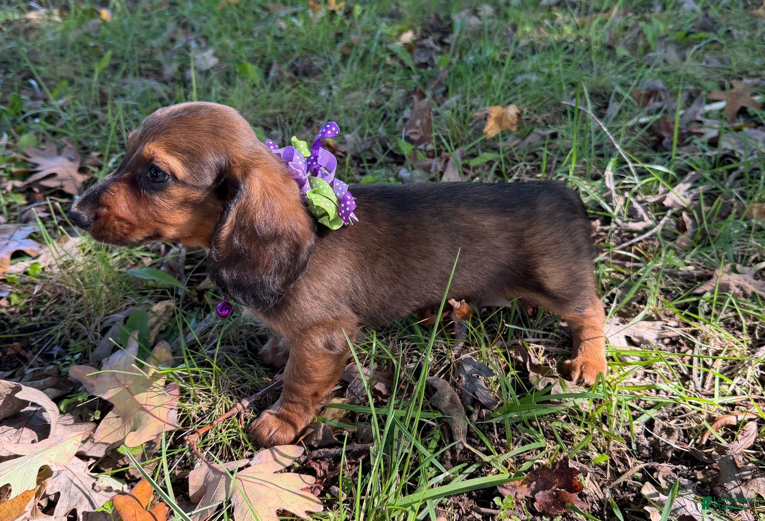 Miniature Dachshund dogs for sale: Ruby - Ad 2