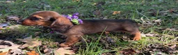 Miniature Dachshund dogs for sale: Ruby - Ad 2