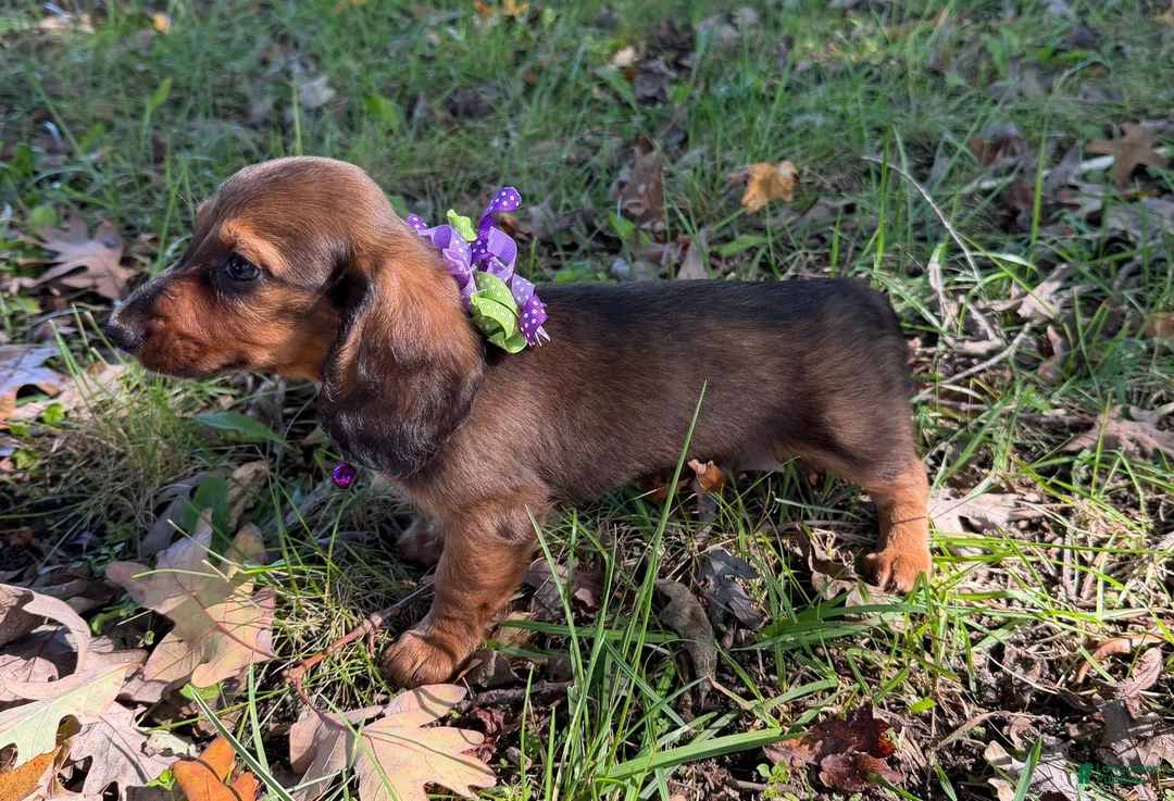 Miniature Dachshund dogs for sale: Ruby - Ad 2