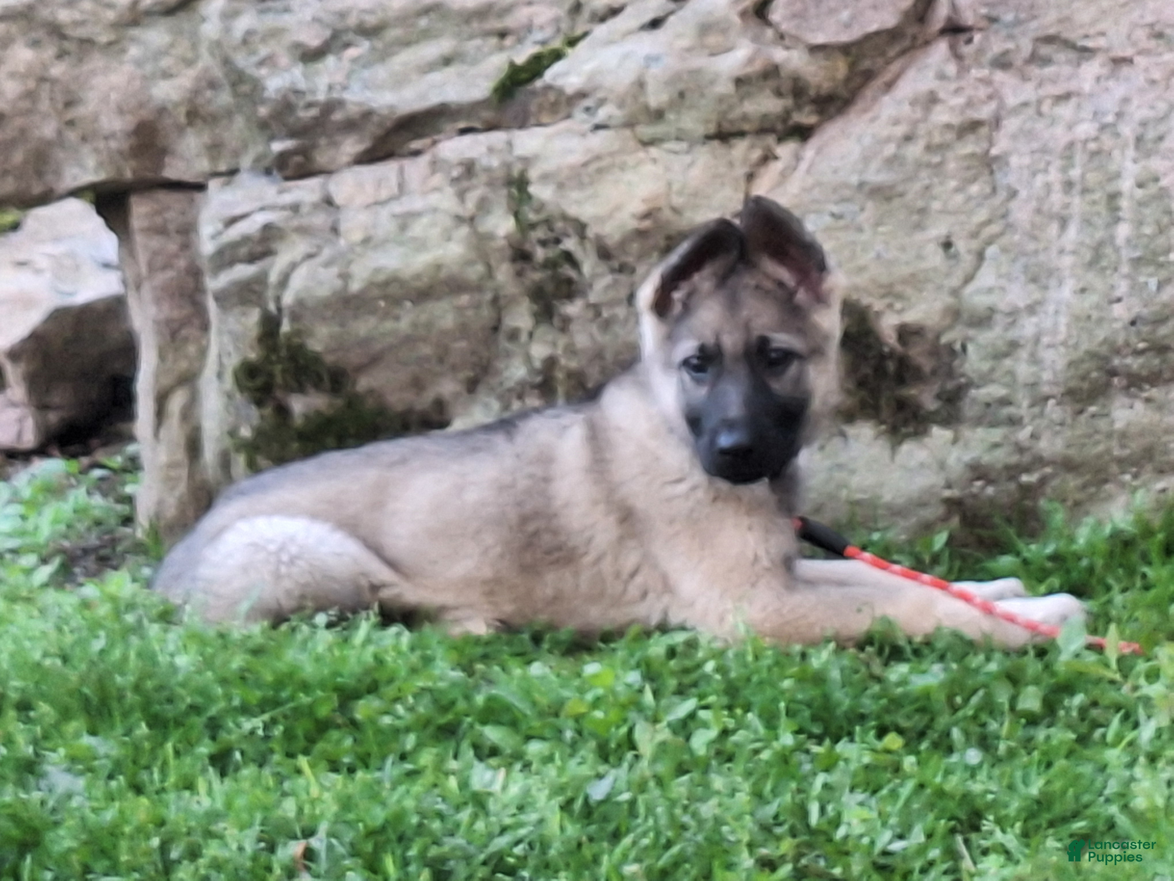 German Shepherd dogs Zayla - Ad 2