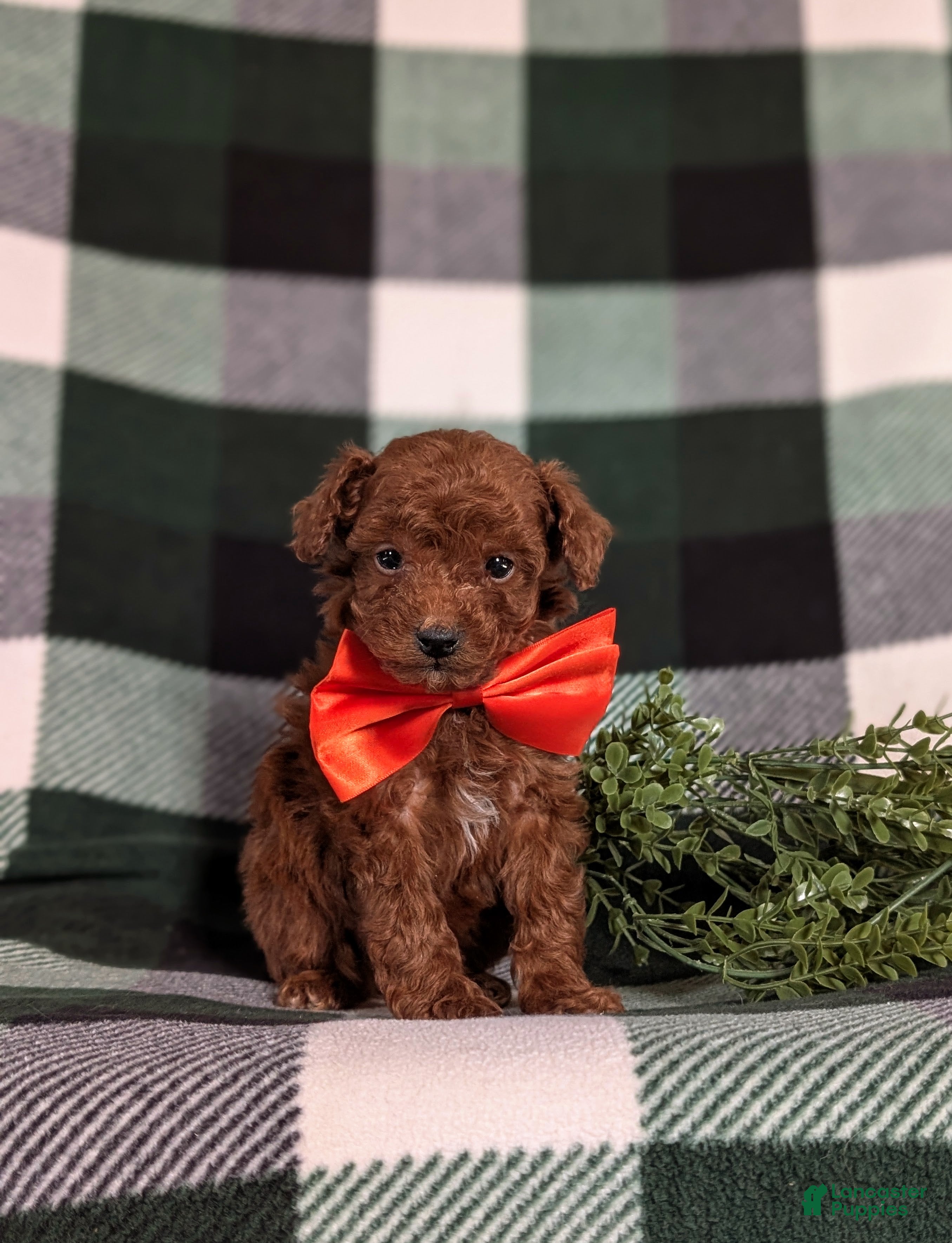 Toy Poodle dogs Cruz - Ad 34