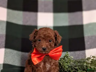 Toy Poodle dogs Cruz - Ad 14