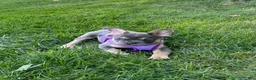 French Bulldog dogs for sale: Coral - Ad 4