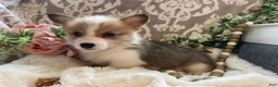 Welsh Corgi Pembroke dogs for sale: Sage - Ad 7