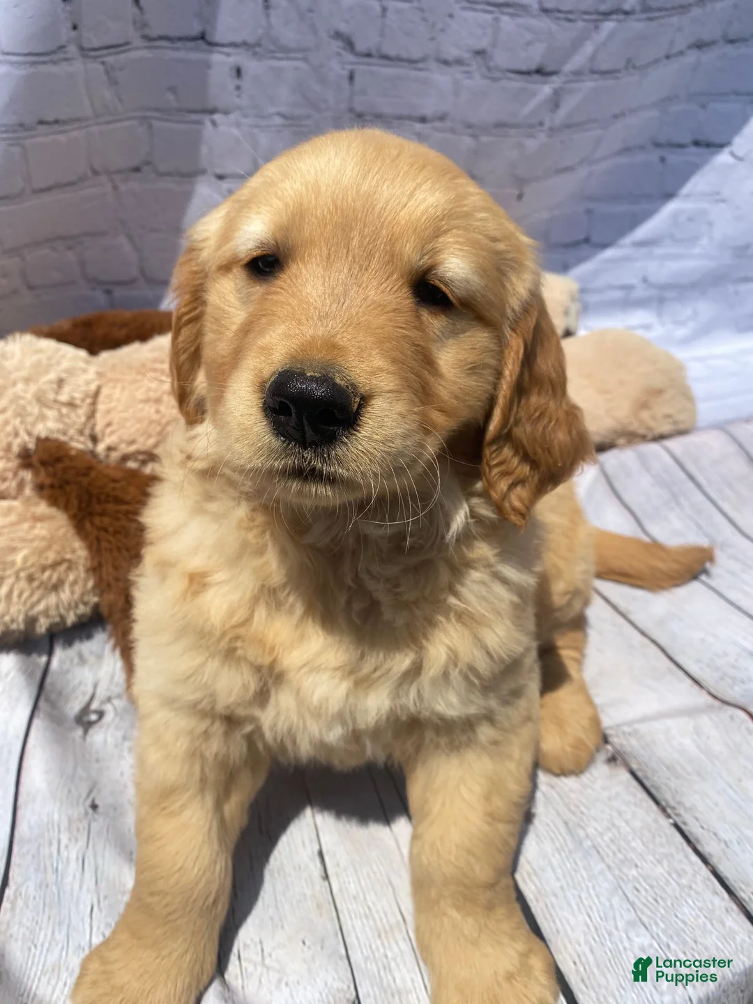 Golden Retriever dogs for sale: King - Ad 2