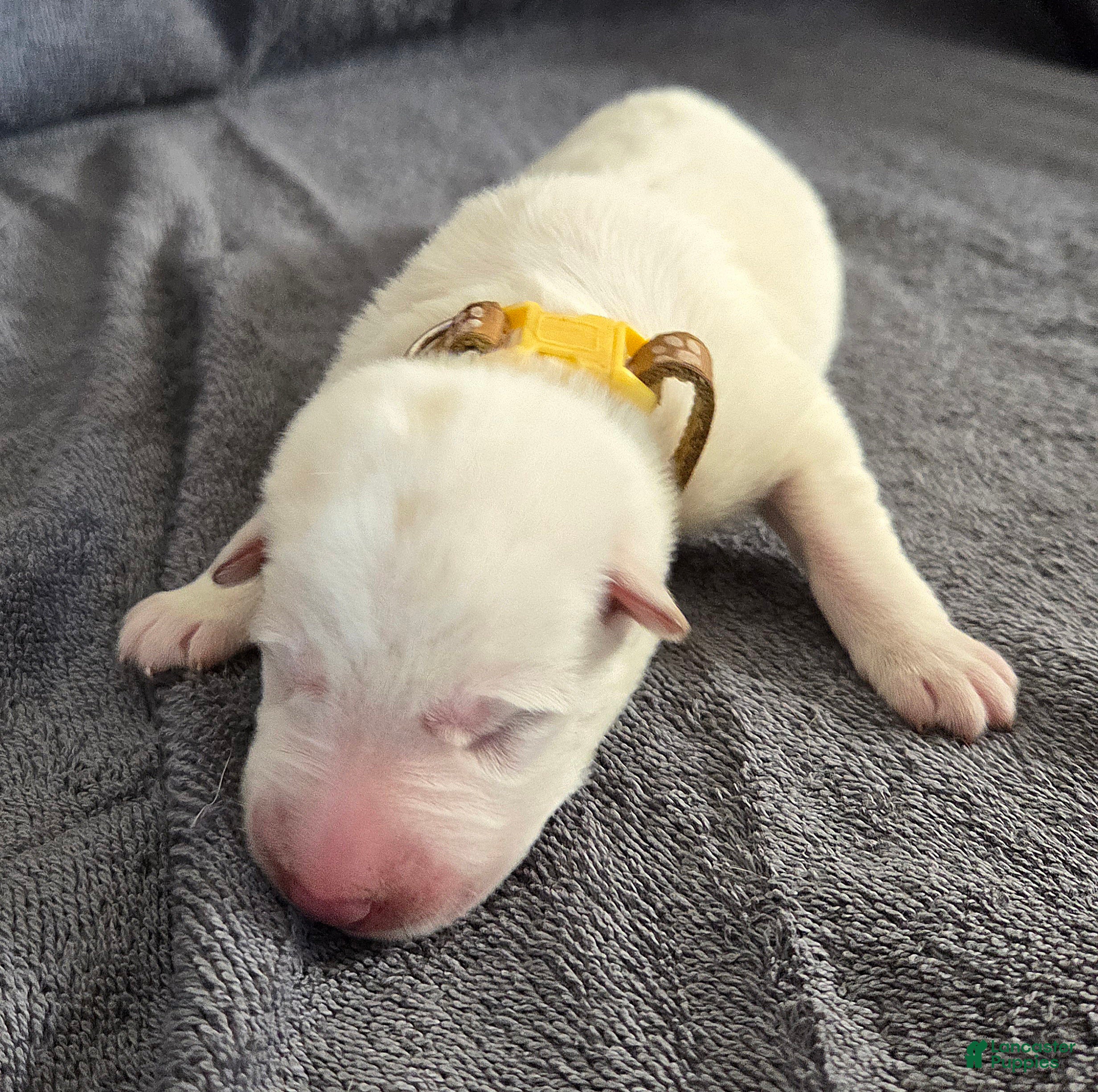 German Shepherd dogs German Shepherd Puppy 5 - Ad 28