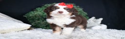 Miniature Australian Shepherd dogs for sale: SALLY - Ad 3