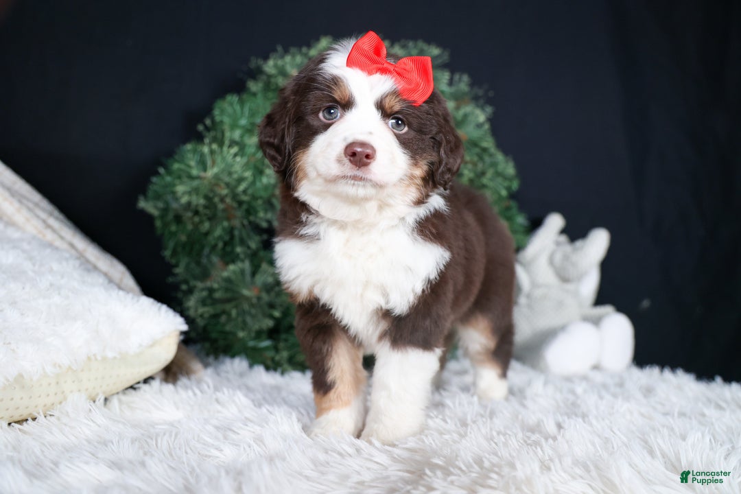 Miniature Australian Shepherd dogs for sale: SALLY - Ad 3